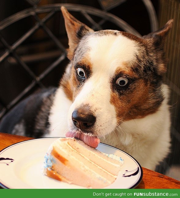 the happiest dog in the world.