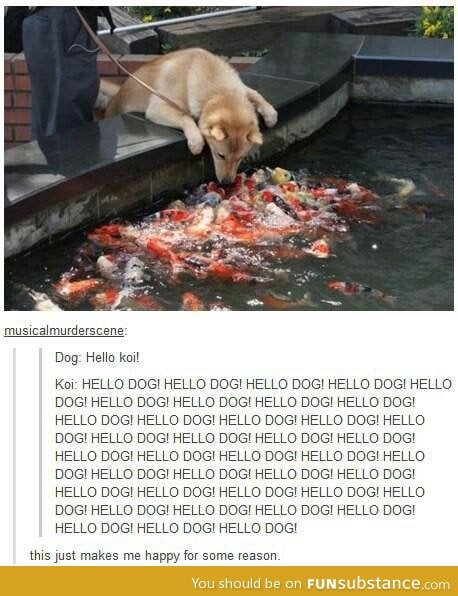 Hello koi!