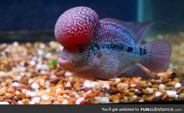 Fishy Fun Day #35: Flowerhorn @carbonatedwaffles