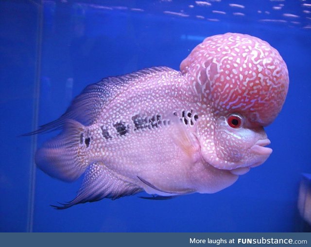 Fishy Fun Day #36: Flowerhorn @carbonatedwaffles