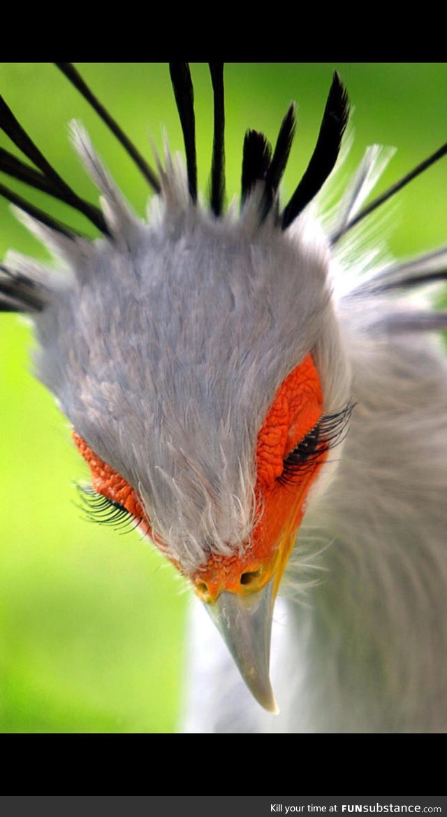 A most beautiful species, the Secretary Bird