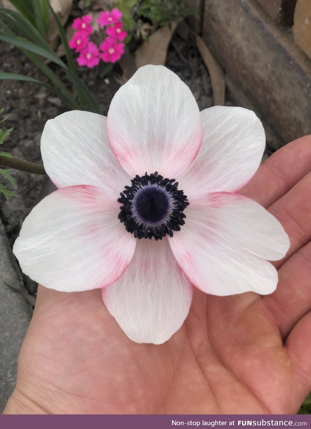 This flower is so beautiful!