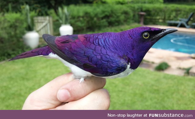 Amethyst starling