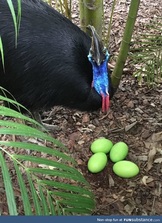 I bet you never knew that Cassowary eggs are green