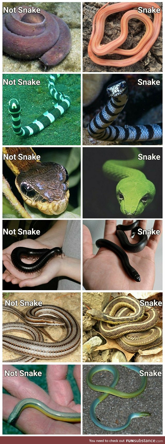 Snek vs Not Snek [SnekSubstance]