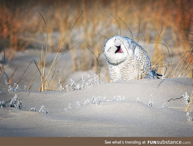 A snowy owl perches in the sand on Jones Beach in Long Island, New York