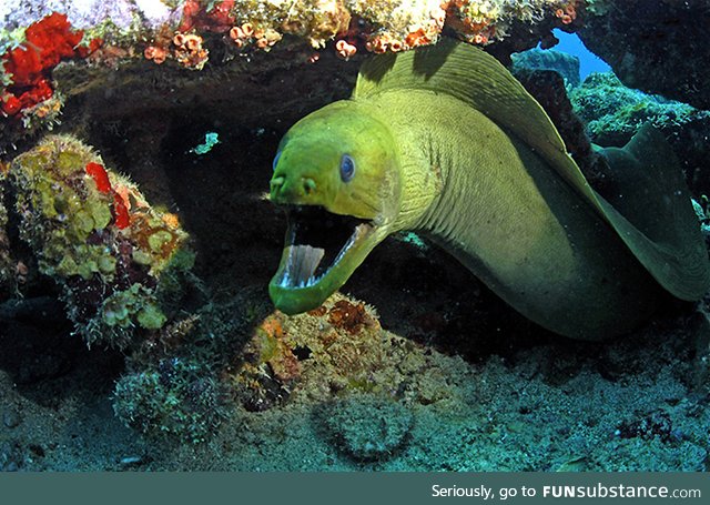 Fishy Fun Day #40: Green Moray Eel @grimreaper