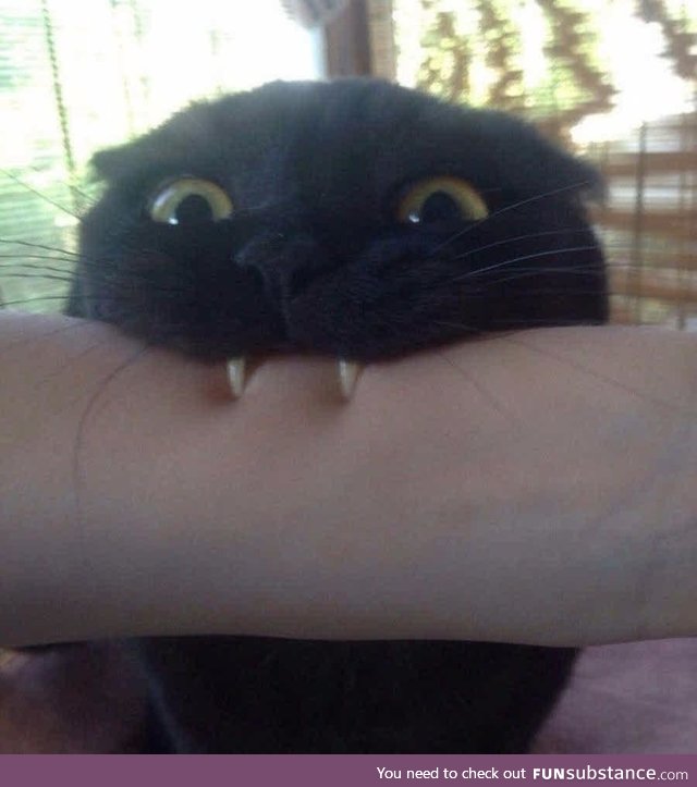 Dracucat