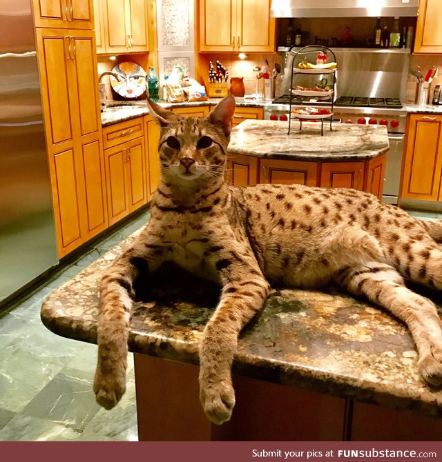 This is a Savannah cat, the largest domestic cat breed in the USA