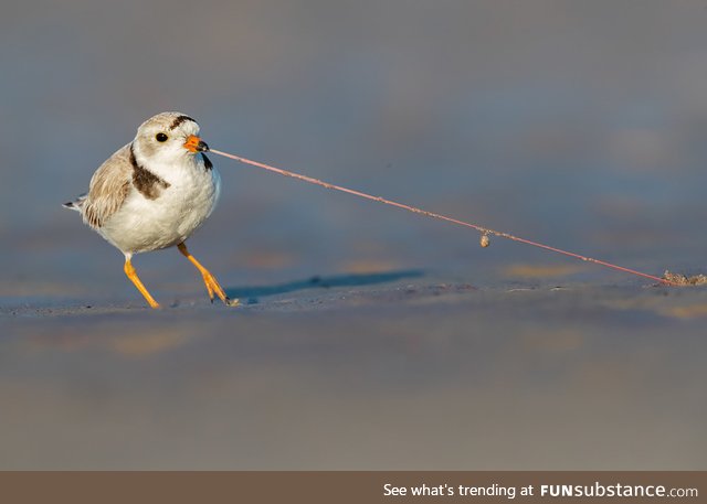 Plover vs worm (photo: Matthew filosa)