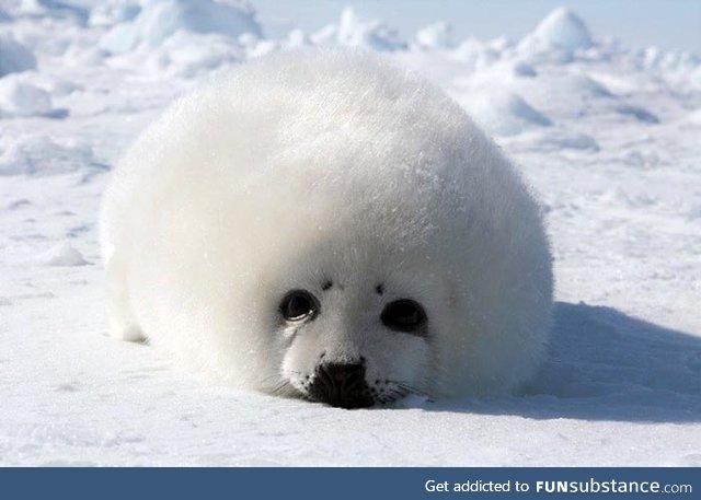 Fishy Fun Day #44: Harp Seal Pup @dr_richard_ew