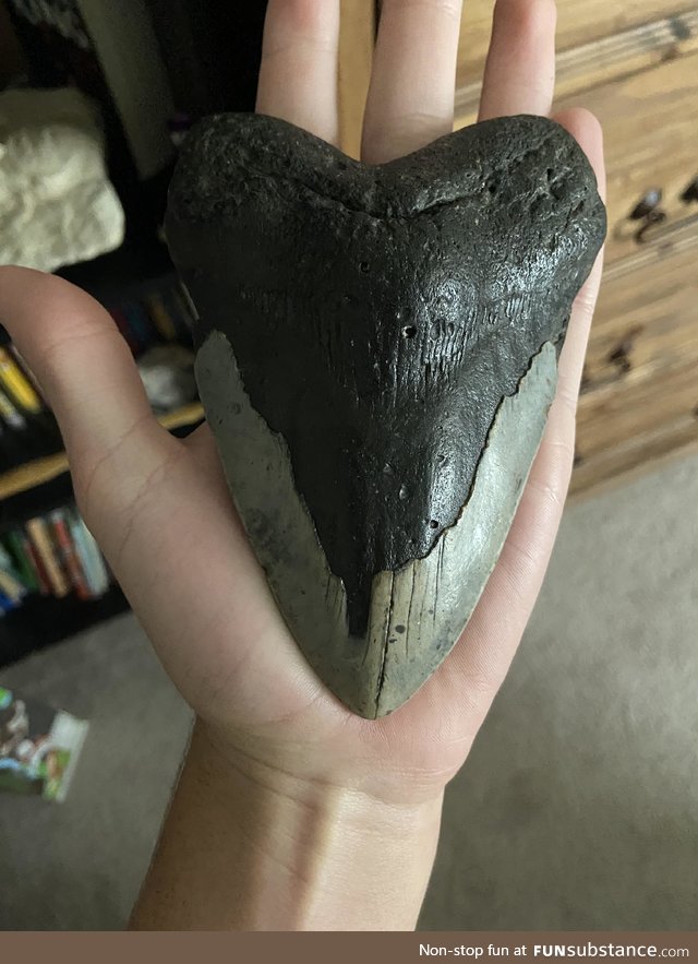 Megalodon tooth