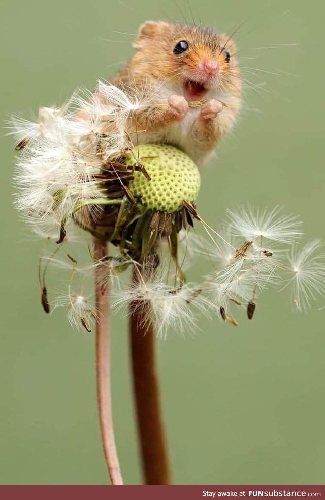 This little guy sitting atop a dandelion