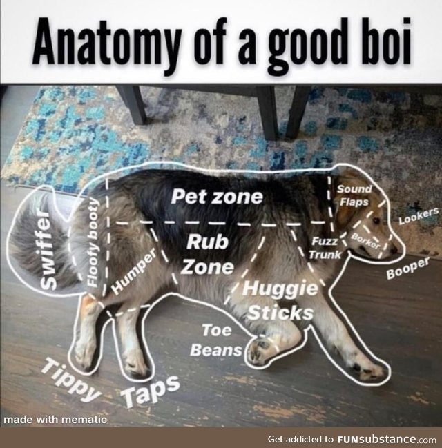 Dog boi