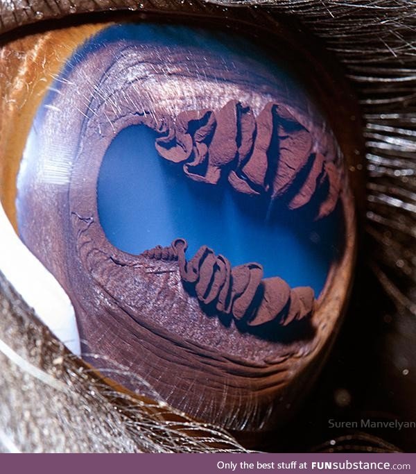 The eye of a llama