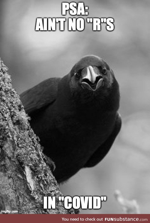 Corvids mad