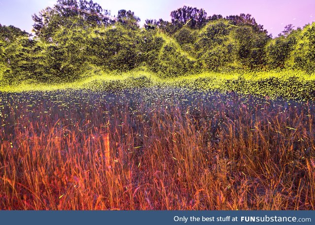 Fireflies in Virginia