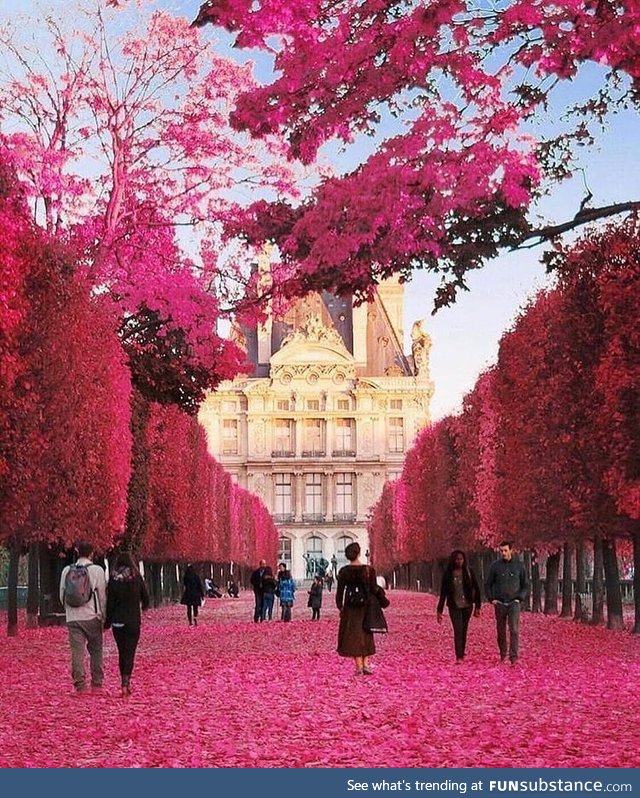 Pink world