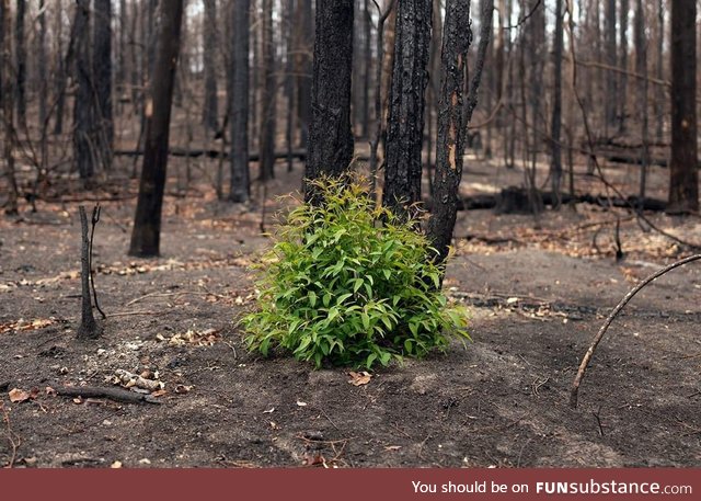 57 days after bushfire raged through Possum Brush, NSW Australia