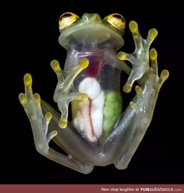 A translucent frog