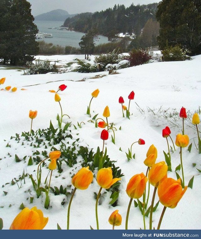 Tulips Blooming in The Snow