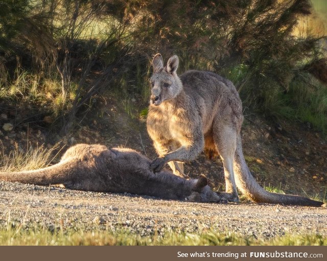 Kangaroo grieves over killed mate, the joey died in veterinarians later