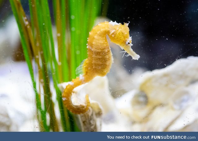 Fishy Fun Day #47: Seahorse @honeybumblebee