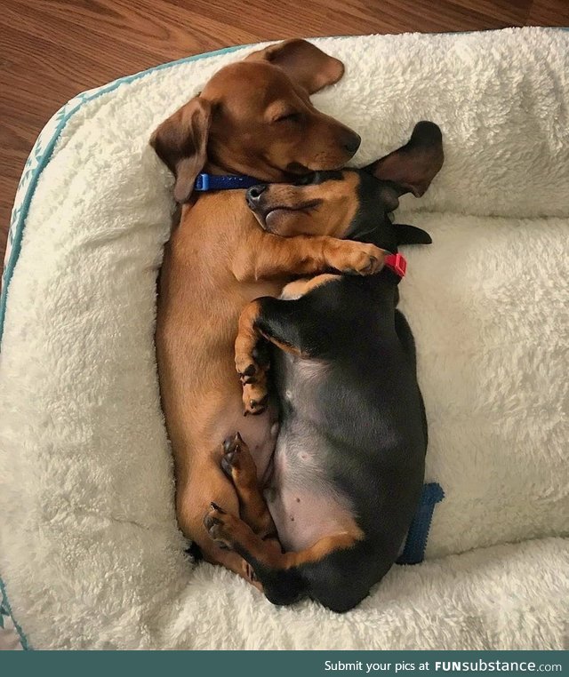 Sausage cuddles 