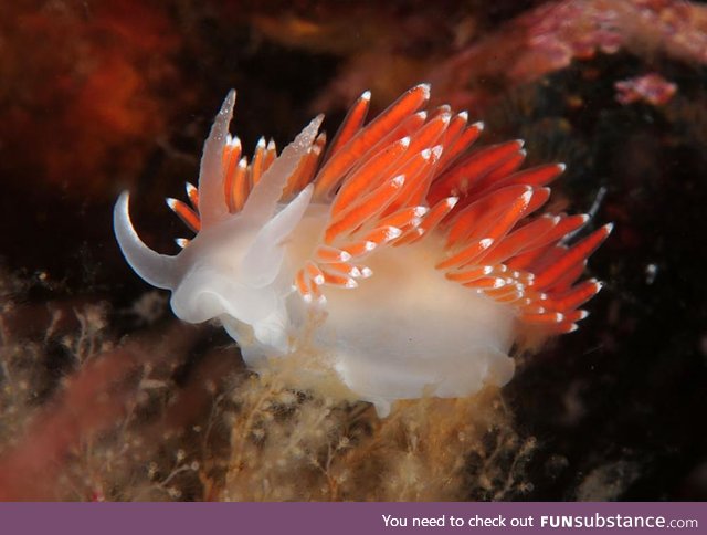 Fishy Fun Day #49: Nudibranch @snowbeast