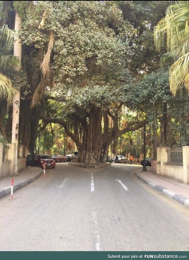 Beautiful tree in Cairo, Egypt