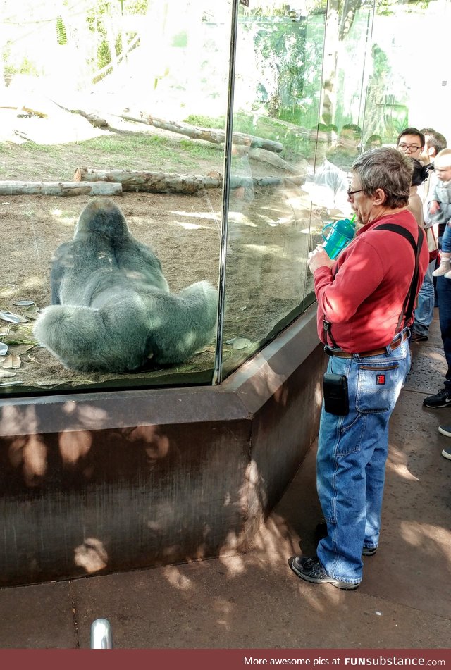 In honor of Father's Day, enjoy this picture of my dad contemplating a gorilla's ass