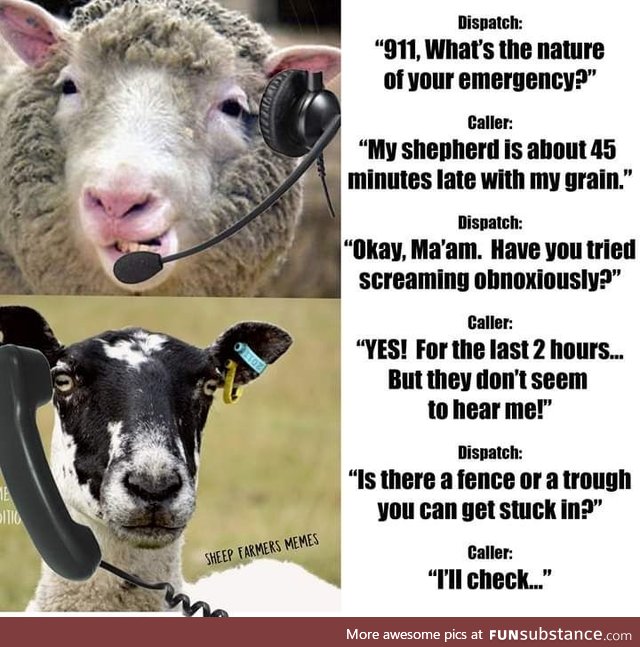 Sheep call centre