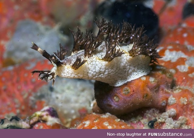 Fishy Fun Day #50: Nudibranch @snowbeast