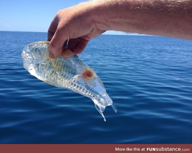 Transparent fish