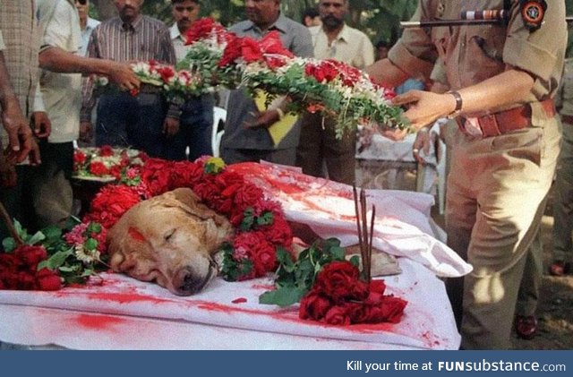 Zanjeer the dog saved thousands of lives during Mumbai serial blasts in March 1993 by