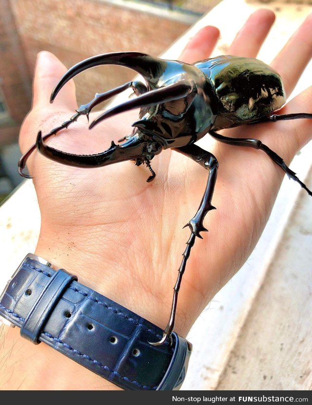 This majestic three-horned Rhinoceros Beetle