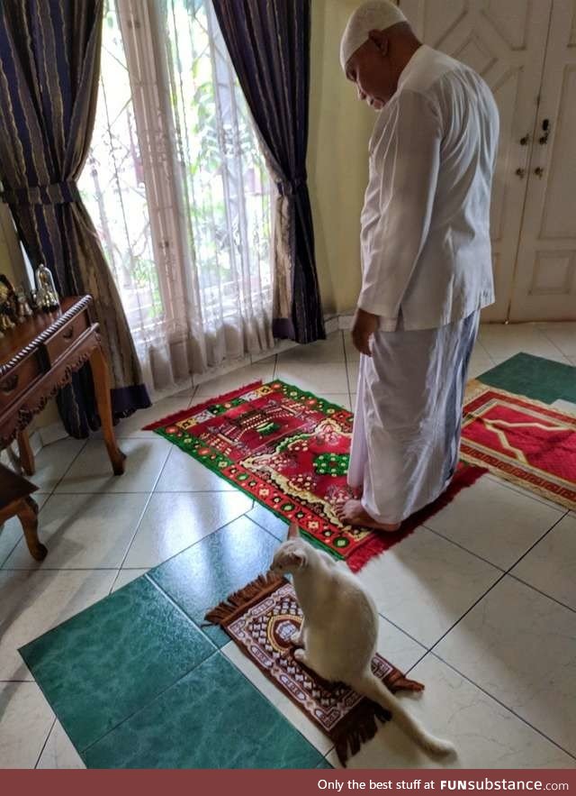 Cat gets her own little rug so she can join her family's prayer time