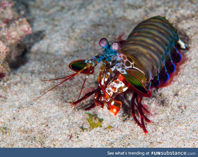 Fishy Fun Day #54: Mantis Shrimp @strangelyacoustic