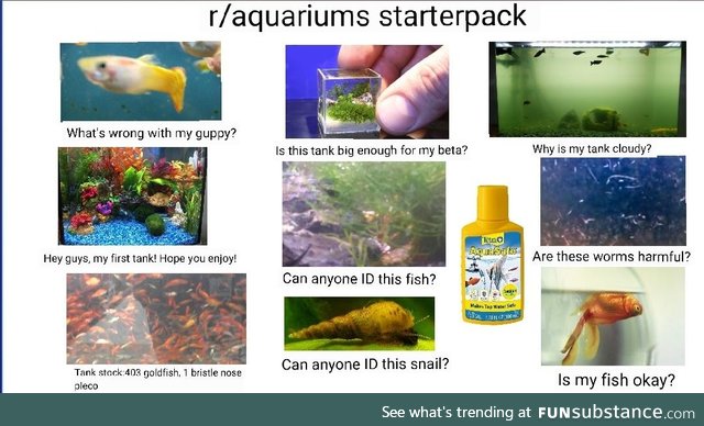 Fishy Fun Day #54: Meme Edition