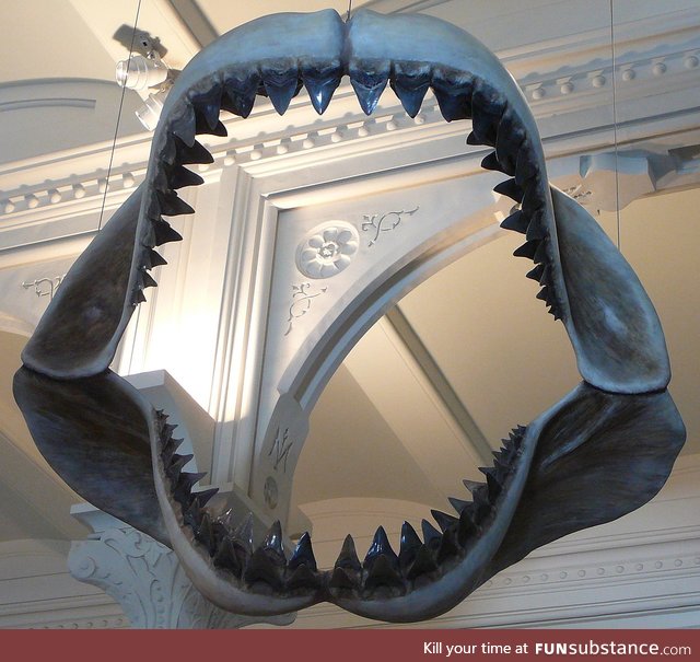 Fishy Fun Day #55: Megalodon @SuperDave