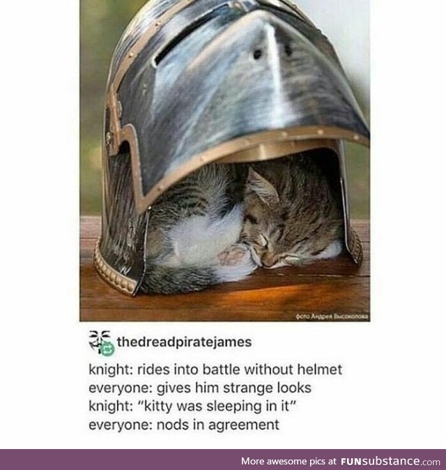 There was a kitten in the helmet