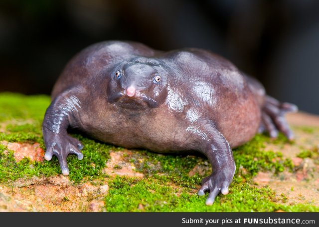 Froggo Fren #118 - Purple Frog