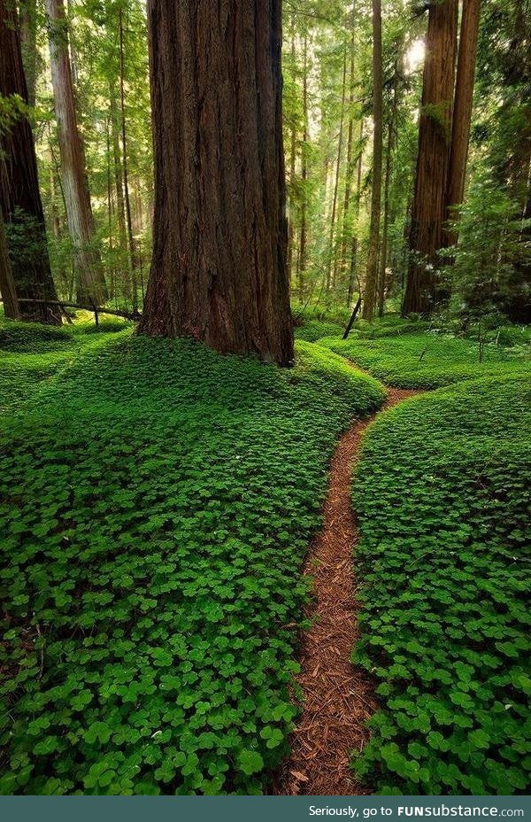 Clover floor in the California redwood forest