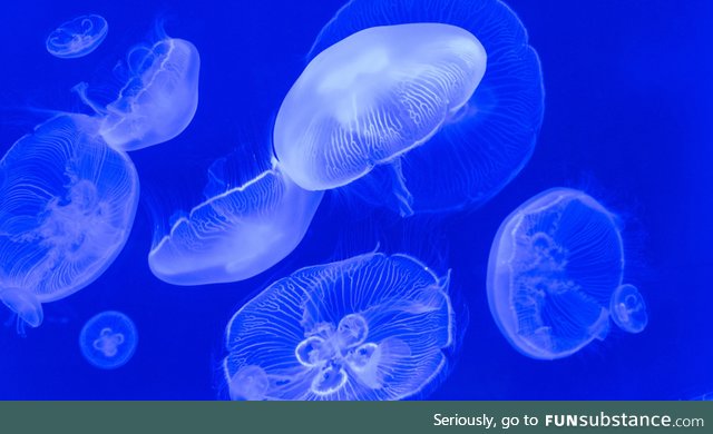 Fishy Fun Day #59: Moon Jellyfish