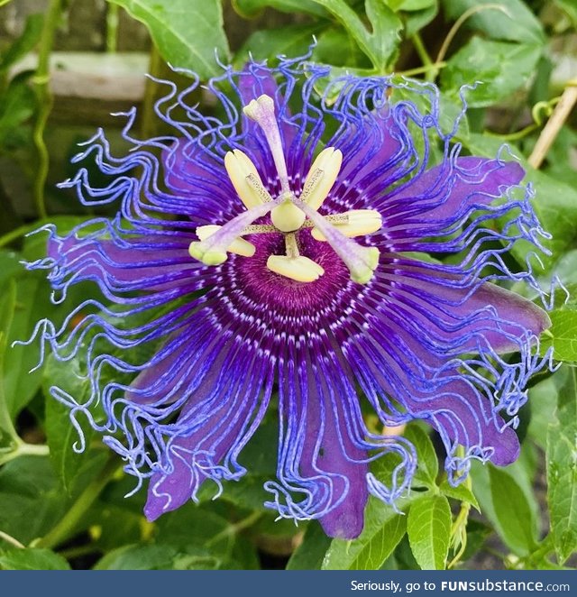 Super cool flower in Moms garden. Lost the tag. Any thoughts on what this is?