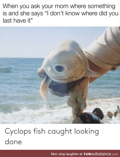 Fishy Fun Day #61: Meme Edition