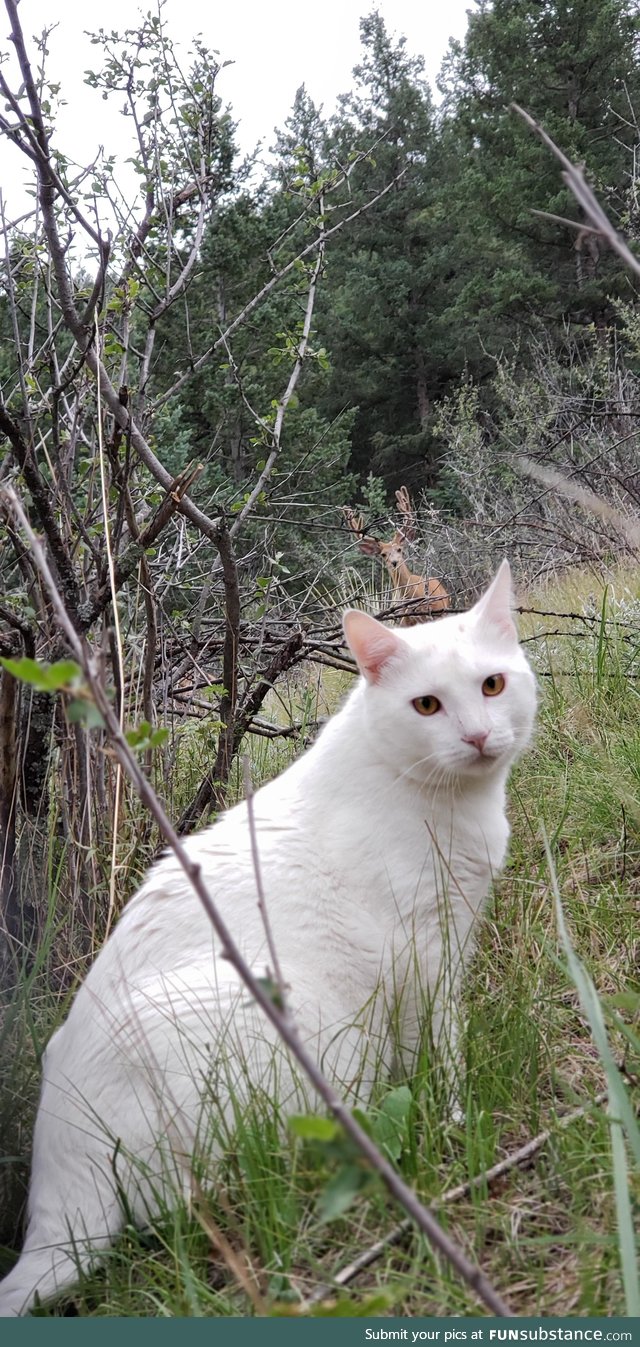 Marshmallow gets bunny ears from a deer friend