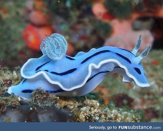 Amazing blue sea slug