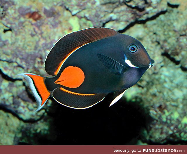 Fishy Fun Day #63: Achilles Tang