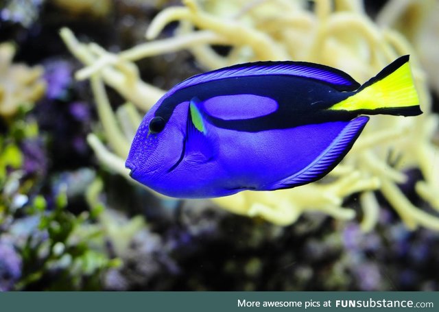 Fishy Fun Day #64: Blue Tang